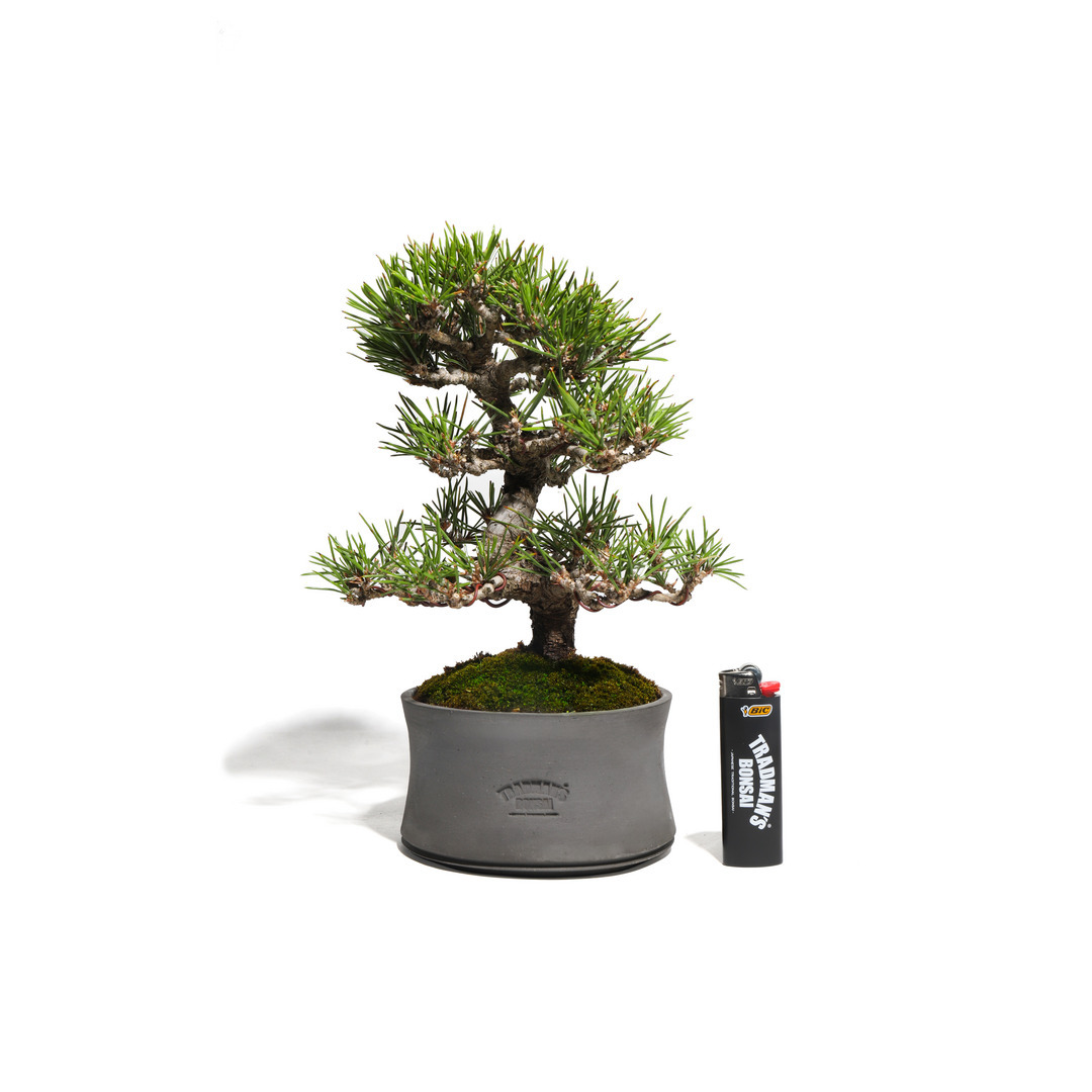 黒松 -模様木- （推定樹齢30年）｜TRADMAN'S BONSAI ONLINE STORE